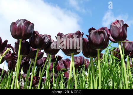 Tulipe triomphe « Paul Scherer » en fleur. Banque D'Images