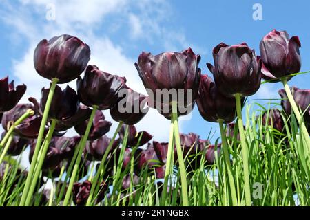 Tulipe triomphe « Paul Scherer » en fleur. Banque D'Images