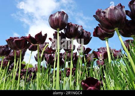 Tulipe triomphe « Paul Scherer » en fleur. Banque D'Images