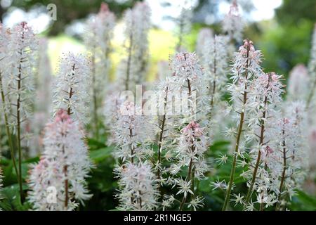 Fleur en mousse Tiarella 'Spring Symphony' en fleur Banque D'Images