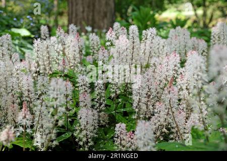 Fleur en mousse Tiarella 'Spring Symphony' en fleur Banque D'Images