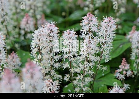 Fleur en mousse Tiarella 'Spring Symphony' en fleur Banque D'Images