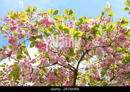 Prunus serrulata fleur de cerisier 'Fugenzo' en fleur. Banque D'Images