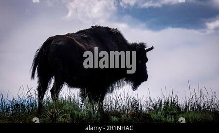 Un Bison américain solitaire se dresse au sommet d'une colline herbeuse, avec un fond de nuages blancs moelleux dans le ciel Banque D'Images