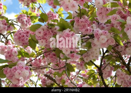 Prunus serrulata fleur de cerisier 'Fugenzo' en fleur. Banque D'Images