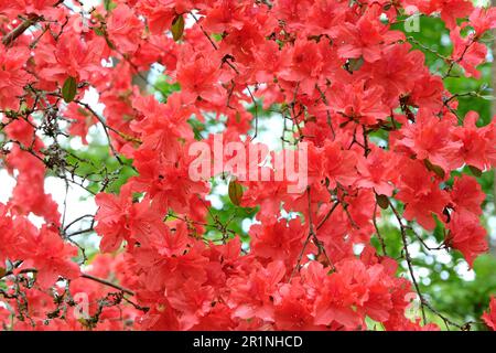 Rhododendron « Orange Beauty » en fleur. Banque D'Images