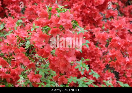 Rhododendron « Orange Beauty » en fleur. Banque D'Images