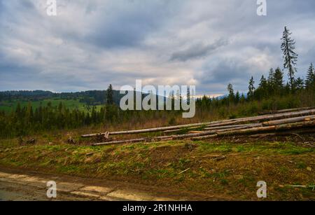 Pile de bois empilés à la mode, près de Zakopane, Pologne Banque D'Images