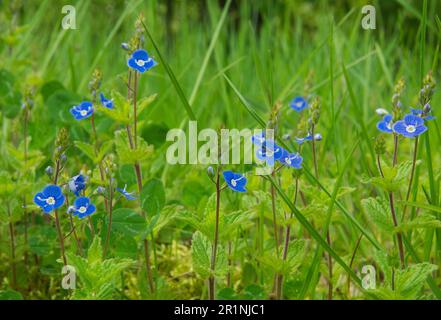 Belles petites fleurs bleu foncé de Germander speedwell Banque D'Images