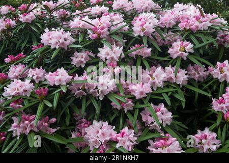 Fleur de rhododendron (Rhododendron makinoi), Emsland, Basse-Saxe, Allemagne Banque D'Images