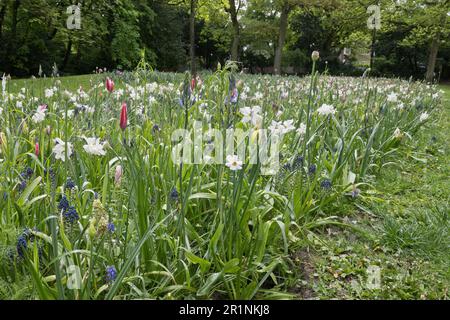 Lit (Tulipa) aux plantes bulbeuses (Narcisse) (Allium) (Muscari), Brême, Allemagne Banque D'Images