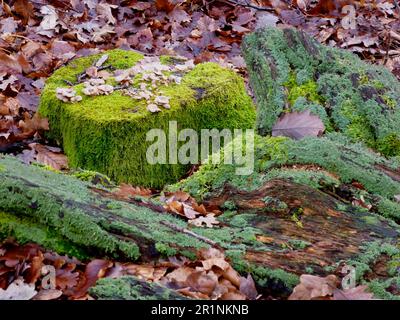 Vieux tronc d'arbre surcultivé avec de la mousse dans la forêt à feuilles caduques, souche d'arbre avec des champignons Banque D'Images