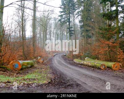 Sentier forestier, forêt de feuillus de Maulbronn en hiver Banque D'Images