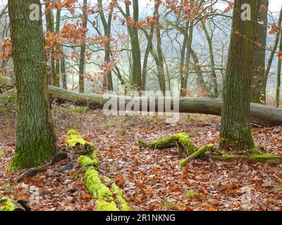 Près de Maulbronn, forêt de feuillus en hiver Banque D'Images