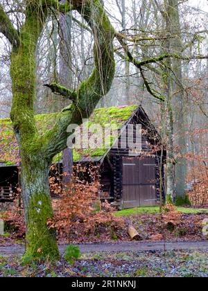 Forêt de feuillus de Maulbronn en hiver Banque D'Images