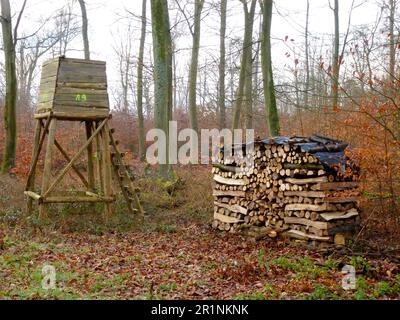 Forêt de feuillus de Maulbronn en hiver Banque D'Images