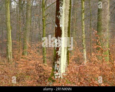 Forêt de feuillus de Maulbronn en hiver Banque D'Images