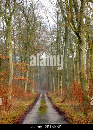 Forêt de feuillus de Maulbronn en hiver, chemin forestier Banque D'Images