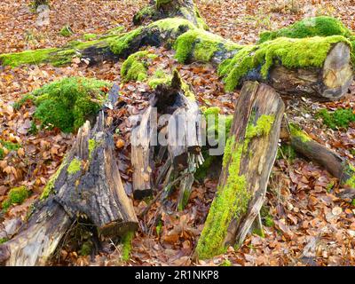 Près de Maulbronn, troncs d'arbres pourris avec de la mousse dans la forêt, forêt à feuilles caduques en hiver Banque D'Images