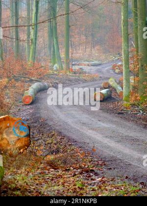 Sentier forestier, forêt de feuillus de Maulbronn en hiver Banque D'Images