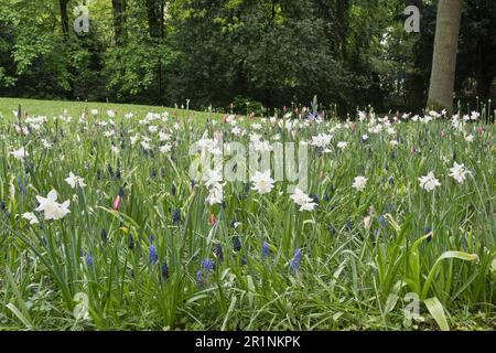 Lit (Tulipa) aux plantes bulbeuses (Narcisse) (Allium) (Muscari), Brême, Allemagne Banque D'Images