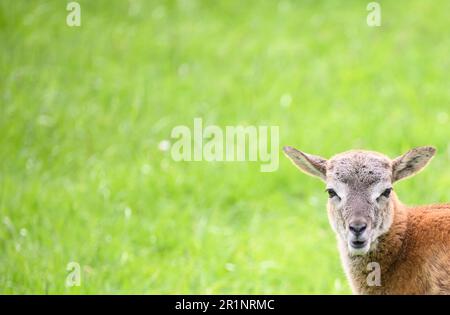 Hanovre, Allemagne. 15th mai 2023. L'agneau mouflon 'Hannah' se trouve dans l'enceinte du zoo de Hanovre. En octobre 2022, la ville de Hanovre a installé un petit troupeau de mouflon dans le zoo. Maintenant les mouflons ont eu leur première progéniture. Credit: Julian Stratenschulte/dpa/Alay Live News Banque D'Images