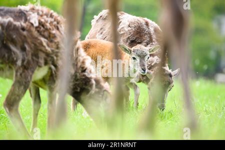 Hanovre, Allemagne. 15th mai 2023. L'agneau mouflon 'Hannah' (au centre) traverse l'enceinte du zoo de Hanovre. En octobre 2022, la ville de Hanovre a créé un petit troupeau de mouflon dans le zoo. Maintenant les mouflons ont eu leur première progéniture. Credit: Julian Stratenschulte/dpa/Alay Live News Banque D'Images