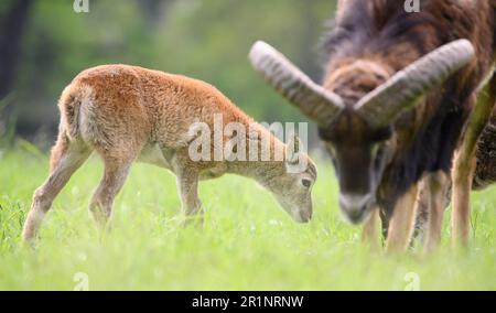 Hanovre, Allemagne. 15th mai 2023. L'agneau mouflon 'Hannah' traverse l'enceinte du zoo de Hanovre. En octobre 2022, la ville de Hanovre a créé un petit troupeau de mouflon dans le zoo. Maintenant les mouflons ont eu leur première progéniture. Credit: Julian Stratenschulte/dpa/Alay Live News Banque D'Images