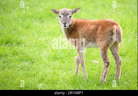 Hanovre, Allemagne. 15th mai 2023. L'agneau mouflon 'Hannah' se trouve dans l'enceinte du zoo de Hanovre. En octobre 2022, la ville de Hanovre a installé un petit troupeau de mouflon dans le zoo. Maintenant les mouflons ont eu leur première progéniture. Credit: Julian Stratenschulte/dpa/Alay Live News Banque D'Images