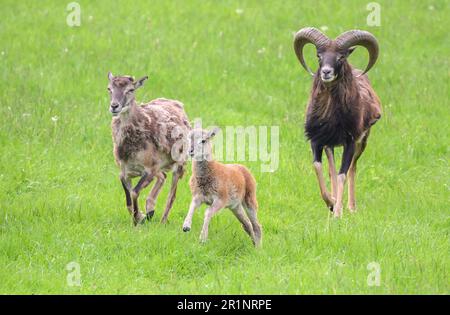 Hanovre, Allemagne. 15th mai 2023. L'agneau mouflon 'Hannah' (au centre) traverse l'enceinte du zoo de Hanovre. En octobre 2022, la ville de Hanovre a créé un petit troupeau de mouflon dans le zoo. Maintenant les mouflons ont eu leur première progéniture. Credit: Julian Stratenschulte/dpa/Alay Live News Banque D'Images