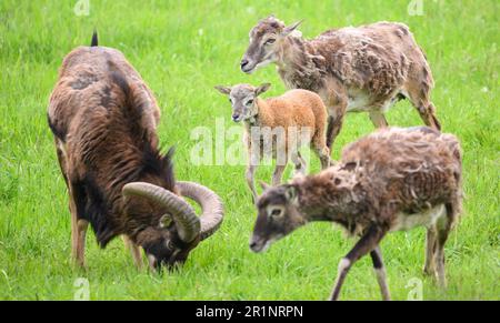 Hanovre, Allemagne. 15th mai 2023. L'agneau mouflon 'Hannah' (au centre) traverse l'enceinte du zoo de Hanovre. En octobre 2022, la ville de Hanovre a créé un petit troupeau de mouflon dans le zoo. Maintenant les mouflons ont eu leur première progéniture. Credit: Julian Stratenschulte/dpa/Alay Live News Banque D'Images