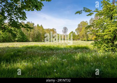 Prairie entourée d'arbres au printemps. Herbes hautes avec d'innombrables pissenlits dans la lumière du soleil. Jeunes feuilles fraîches sur les arbres. Belle journée ensoleillée Banque D'Images