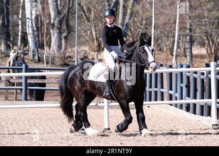 DRESSAGE, JEUNESSE, PONEY : dressage sur invitation des jeunes événement sur un poney dans les îles Åland, Finlande. Avril 2023. Banque D'Images