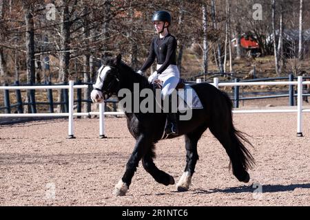 DRESSAGE, JEUNESSE, PONEY : dressage sur invitation des jeunes événement sur un poney dans les îles Åland, Finlande. Avril 2023. Banque D'Images