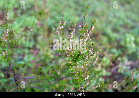 Fleurs des arbustes de bleuets au milieu de la forêt au printemps. Banque D'Images