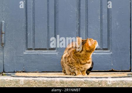 Magnifique chat bengale se détendant à la porte d'entrée de couleur bleue. Fourrure épaisse à pois. Petites oreilles, tête en forme de coin, pattes soignées et contour athlétique. Banque D'Images