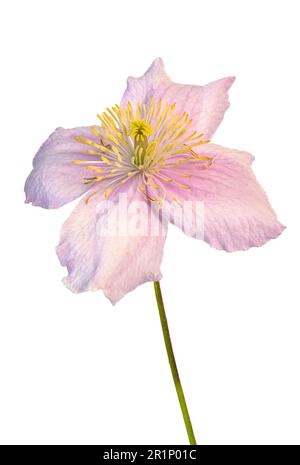 Une fleur de clématis rose pâle solitaire, photographiée sur fond blanc Uni Banque D'Images