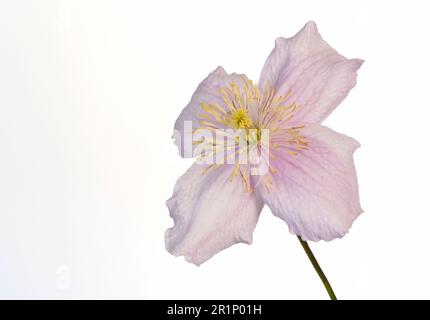 Une fleur de clématis rose pâle solitaire, photographiée sur fond blanc Uni Banque D'Images