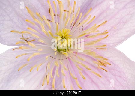 Une fleur de clématis rose pâle solitaire, photographiée sur fond blanc Uni Banque D'Images