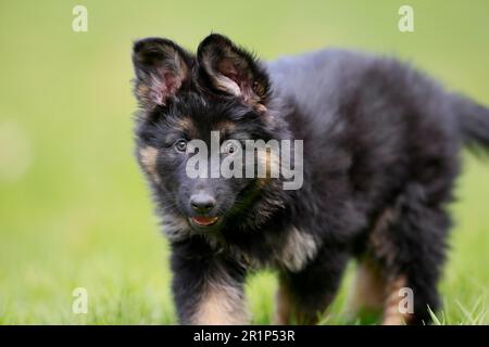 Berger allemand chien domestique (Canis lupus familiaris) chiot, chiot, portrait, Rhénanie-Palatinat, Allemagne Banque D'Images