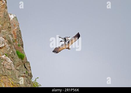 Aigle impérial espagnol (Aquila adalberti), adulte, en vol, attaquant la vautour de griffon (Gyps fulvus) après avoir dévalé trop près du site de nidification, Monfrague Banque D'Images