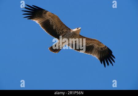 Aigle impérial de l'est (Aquila heliaca) en vol, en Jordanie Banque D'Images