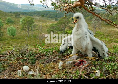 Aigle doré (Aquila chrysaetos) œuf de poussin et non éclos de quatre semaines au nid dans un pin, Cairngorms N. P. Highlands, Écosse, Grande-Bretagne Banque D'Images