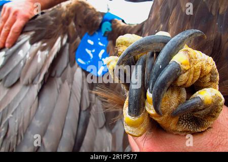 Aigle royal (Aquila chrysaetos) adulte, gros plan des talons tenu en main, avec des ailes pour la recherche, Cairngorms N. P. montagnes de Grampian Banque D'Images