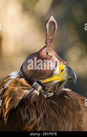 Aigle royal (Aquila chrysaetos) adulte, gros plan de la tête à capuchon, oiseau captif des chasseurs kazakhs, montagnes de l'Altaï, Bayan-Ulgii, Mongolie occidentale Banque D'Images