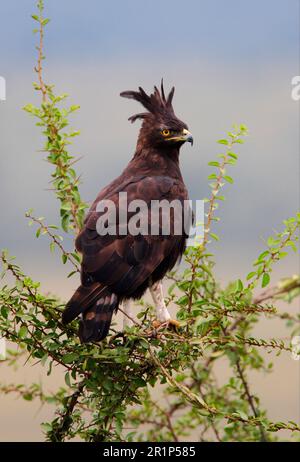 Aigle à longue et longue tête (Lopheetus occipitalis), adulte, assis dans un arbre, Kenya Banque D'Images