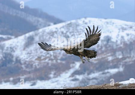 Aigle royal (Aquila chrysaetos) adulte, volant au-dessus des montagnes enneigées, Carpates, Bulgarie, hiver Banque D'Images