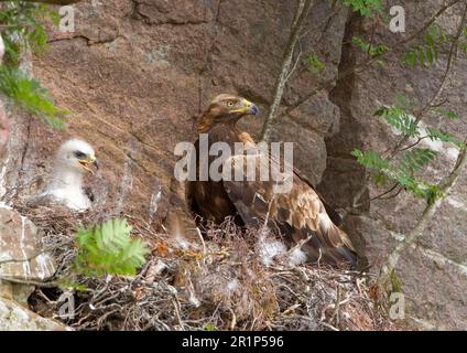 Golden Eagle (Aquila chrysaetos) adulte femelle au site de nidification, avec poussin de trois semaines, Écosse, Royaume-Uni Banque D'Images