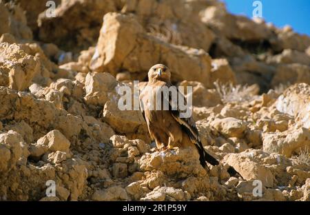 Nipalensis, aigle de steppe (Aquila tawny aigle (Aquila rapax), aigle, oiseaux de proie, animaux, oiseaux, Steppe Eagle Juvenile perché sur des rochers, Oman Banque D'Images