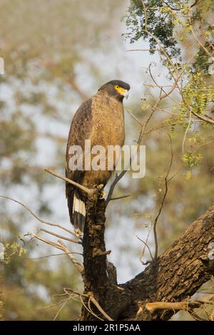 Aigle serpent à crête (Spilornis cheela) adulte, assis sur une branche, Keoladeo Ghana N. P. (Bharatpur), Rajasthan, Inde Banque D'Images